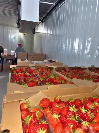 Precooling strawberries